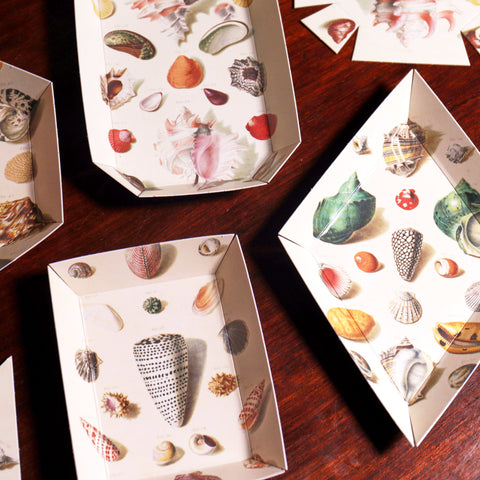 Portable Paper Trays: Set Of Four - Regenfuss Sea Shells - PACK OF 20